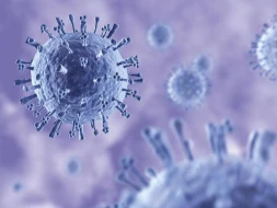 Professordan xəbərdarlıq: “Azərbaycanda donuz qripi yayıla bilər” - FOTO