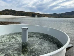 Xaçınçay su anbarına balıq körpələri buraxıldı - FOTOLAR