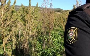 Şuşada 5 ha narkotik plantasiyası aşkarlandı - Video