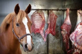 Qidaya yararsız 105 kq at ətini mal əti kimi satmaq istəyən şəxs saxlanıldı - FOTO