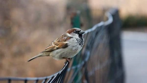 Bakıda sərçələr niyə azalıb? 