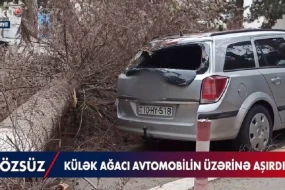Sumqayıtda güclü külək: Ağac maşının üstünə aşdı - VİDEO