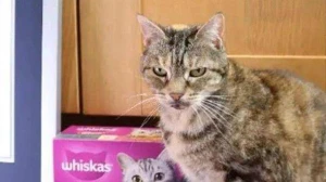 Bu pişik dünya rekordu qırdı - FOTO