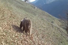 Erməni minasına düşmüş ayının görüntüsü yayıldı - VİDEO