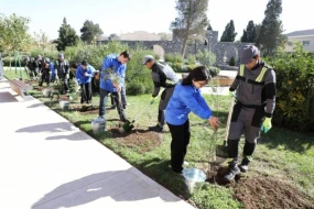 Bakıda ağacəkmə aksiyası keçirildi