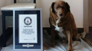 Dünyanın ən yaşlı iti Bobi 31 yaşında öldü