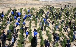 Bakıda növbəti ağacəkmə aksiyası keçirildi