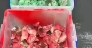 İsraili dəstəkləyən McDonald\'sa siçanlarla etiraz