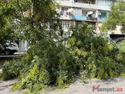 Güclü külək Bakıda ağacı aşırdı - FOTO