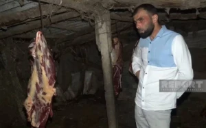 3 baş atı kəsərək ətini Bakıda satmaq istəyən şəxs SAXLANILDI