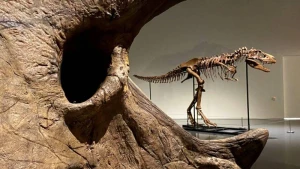 150 milyon illik dinozavr skeleti satışa çıxarıldı  