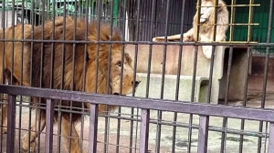 Aslanın hücumuna məruz qalan zoopark işçisi öldü