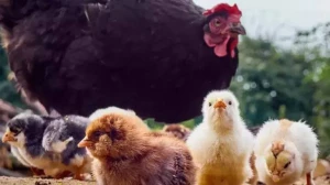 ABŞ-da inəklərlə təmasda olan şəxsdə quş qripi aşkarlandı