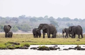 Bu ölkə Almaniyanı \"fil\" ilə təhdid etdi: “Zarafat deyil”