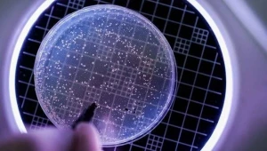 Alimlər qaniçən \"vampir bakteriyaları\" kəşf etdi