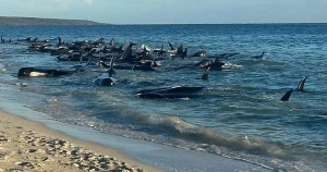 Avstraliyada balinalar sahilə çıxdı - Mühafizə qrupları hərəkətə keçdi