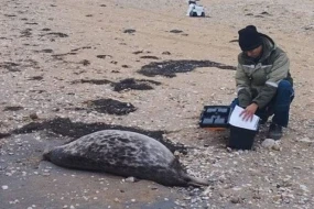 Xəzər dənizində dalğalar onlarla suiti cəsədini Qazaxıstan sahillərinə atdı