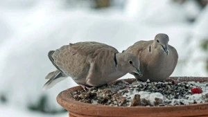 Bu ölkədə göyərçin yemləyənlər həbs ediləcək