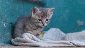 Pişik balalarını dəfələrlə vuraraq öldürdü - VİDEO