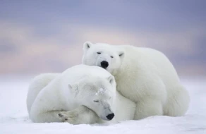 Kanadada qütb ayılarının hücumuna məruz qalan şəxs öldü 