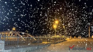 Kür sahilində milçəklərin kütləvi \"ölüm uçuşu\" qar yağışını xatırladır - FOTO