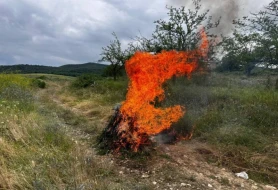 Ağdamda 1 tondan artıq yabanı çətənə bitkisi yandırıldı