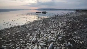 Minlərlə balıq tələf oldu 