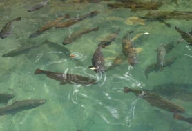 İldə 50 min ton alabalıq - Xəzərdə genişmiqyaslı layihə