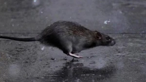 Ərdəbildə kəskin şaxta siçovulları dondurdu - VİDEO