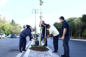 ECOLEAD layihəsi çərçivəsində ağacəkmə aksiyası keçirilib 
