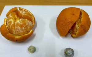 Mandarinin içində narkotik keçirilməsinin qarşısı alındı