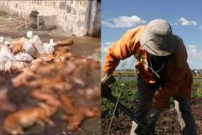 Afrika vəbası yayıldı - Fermerlər hökümətə müraciət etdi