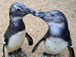 Kor pinqvinə yoldaşı belə kömək edir