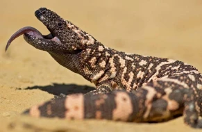 Evdə bəslədiyi Gila Canavarı dişlədi - 4 gün sonra dünyasını dəyişdi