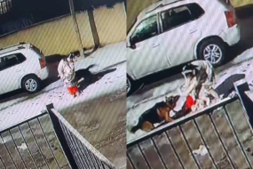 Bakıda it ana və qızına hücum etdi - ANBAAN VİDEO