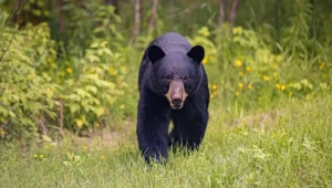 Ayının 122 metrlik uçurumdan atdığı 19 yaşlı qız öldü 
