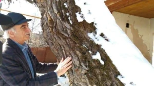 Polad Bülbüloğlu Şuşanın deputatı olmaq istəyir