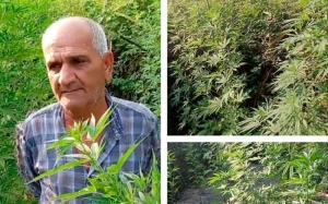 Ucarda çətənə kolları yetişdirən şəxs saxlanıldı