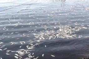 Çində yağışlar balıqları \"uçurtdu\" - VİDEO