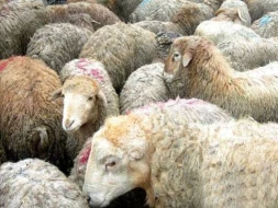 Borc pulla qurban kəsmək olar? 