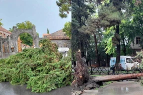 Qaxda iri gövdəli ağaclar aşdı, magistral yol bağlandı