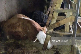 Şəmkirdə iribuynuzlu heyvanlar kütləvi şəkildə öldü - SƏBƏB