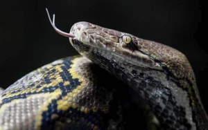 İlan 45 yaşlı qadını uddu