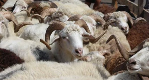Qurban bayramı ilə əlaqədar vətəndaşlara - MÜRACİƏT