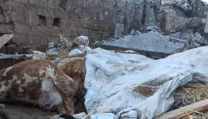 Sumqayıtda ferma uçdu - 16 baş iribuynuzlu heyvan tələf oldu