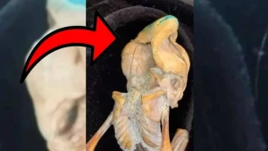 Yeni tapılan qalıqlar dünyanı şoka saldı - Yer kürəsində yaşamış yadplanetli aid ola bilər