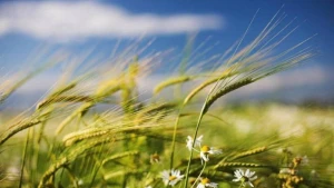 Yel çərşənbəsində ən yüksək temperatur 5 il öncə qeydə alındı