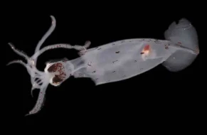 Yeni Zelandiyada 100 yeni dəniz canlısı aşkar edildi