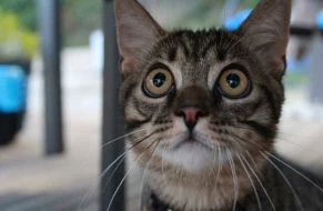 Kimyəvi maddə dolu çənə düşən pişik xəbərdarlığı - Anormal pişik görsəniz...