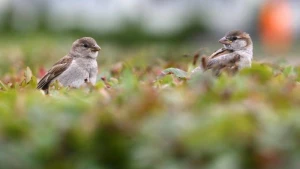Pakistanda sərçələr siyahıya alınacaq